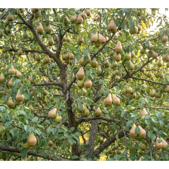 GRUSZA KONFERENCJA w DONICY bardzo słodka - sadzonki 50 / 80 cm