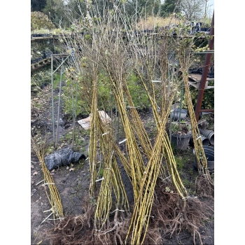 GŁÓG PAUL'S SCARLET SZCZEPIONY odporna na mróz - sadzonki 160 / 180 cm