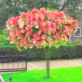 HORTENSJA NA PNIU różowo-kremowa NA WIELOPNIU - sadzonki 130 / 160 cm