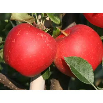 JABŁOŃ GALA soczysty słodki owoc deserowy - sadzonki 110 / 140 cm