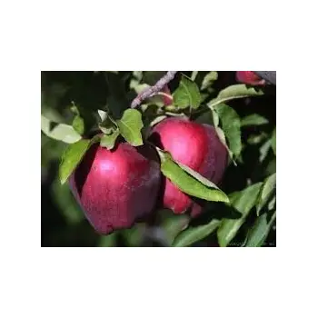 JABŁOŃ GLOSTER twardy owoc soczyste - sadzonki 110 / 140 cm