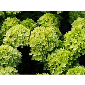 HORTENSJA zielono-pistacjowa - sadzonki 60 / 80 cm