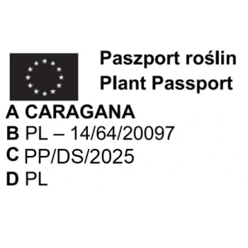 KARAGANA szczepiona na pniu szerokolistna zwisająca - sadzonki 140 / 160 cm