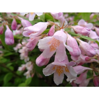 KOLKWICJA miododajne - sadzonki 15 / 30 cm