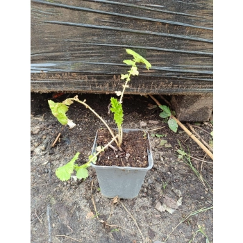 KUKLIK CZERWONY - sadzonki 10 / 20 cm