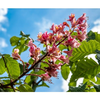 KASZTANOWIEC czerwony szczepiony na pniu KECHNEI - BRIOTTI - sadzonki 140 / 160 cm