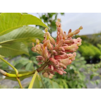 KASZTANOWIEC czerwony szczepiony na pniu KECHNEI - BRIOTTI - sadzonki 140 / 160 cm