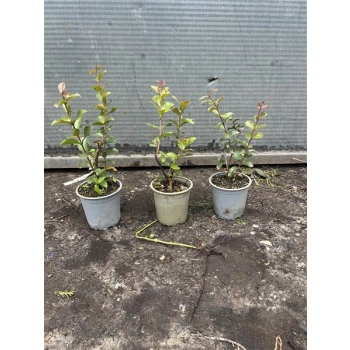 LAGERSTROEMIA bez południa PAKIET 3 SZT SADZONKI 2 LETNIE PRZYCIĘTE - sadzonki 50 / 70 cm