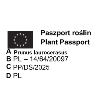 LAUROWIŚNIA SZCZEPIONA NA PNIU - sadzonki 130 / 160 cm