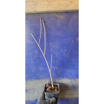 MILIN AMERYKAŃSKI różowy odporny na mróz - sadzonki 15 / 30 cm