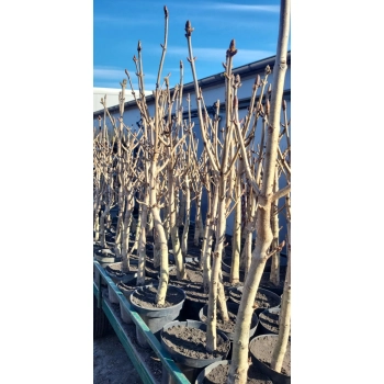 KASZTANOWIEC ZWYCZAJNY - sadzonki 100 / 130 cm