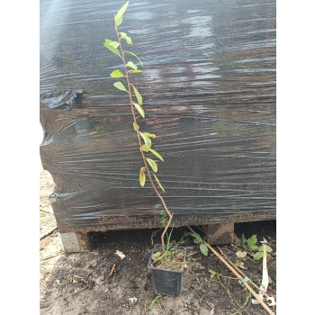 OBIELA wielkokwiatowa - sadzonki 10 / 20 cm