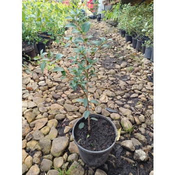 OSMANTUS zimą zielona mocno pachnąca - sadzonki 20 / 30 cm