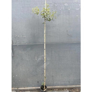 DĄB OSTROLISTNY NA PNIU zimozielony - sadzonki 160 / 180 cm