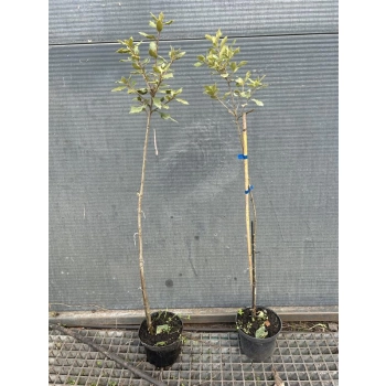 DĄB OSTROLISTNY NA PNIU zimozielony - sadzonki 60 / 80 cm