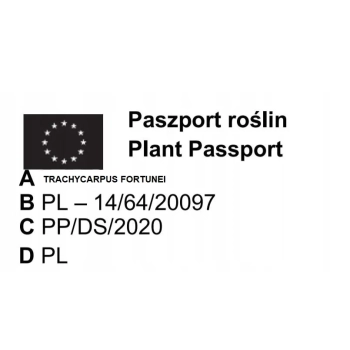 PALMA Trachycarpus fortunei mrozoodporna - sadzonki 20 / 40 cm
