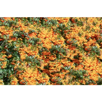 OGNIK szkarłatny Orange Charmer - sadzonki 10 / 15 cm
