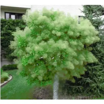 PERUKOWIEC zielony na pniu oryginał - sadzonki 80 / 100 cm
