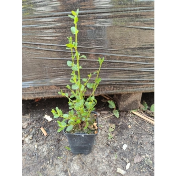 PRUSZNIK Fioletowy - sadzonki 20 / 30 cm