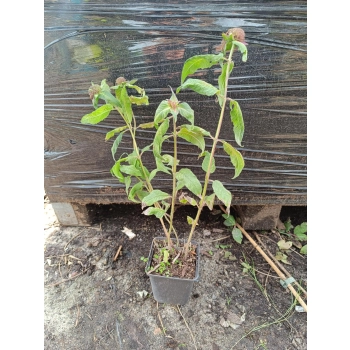 PYSZNOGŁÓWKA purpurowa - sadzonki 10 / 15 cm