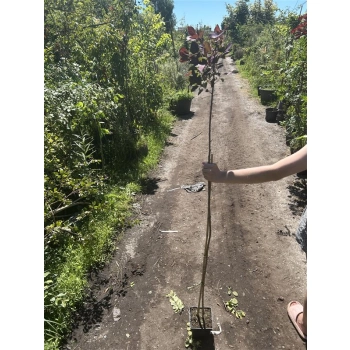 PERUKOWIEC czerwony na pniu oryginał - sadzonki 160 / 180 cm