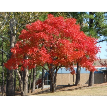 Pistacja chińska jadalna sadzonki - 30 / 50 cm