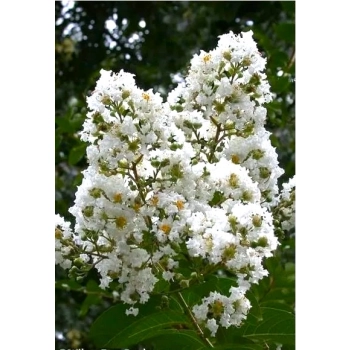 LAGERSTROEMIA na pniu biała - kremowa bez południa - sadzonki 60 / 80 cm