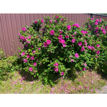 RÓŻA POMARSZCZONA DZIKA RÓŻA - sadzonki 50 / 80 cm