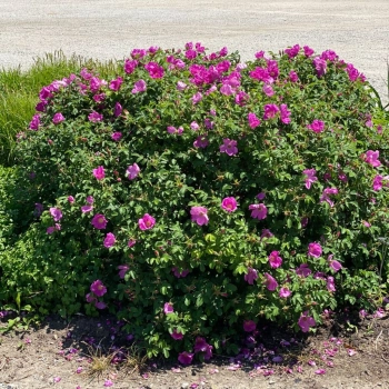 RÓŻA POMARSZCZONA DZIKA RÓŻA - sadzonki 50 / 80 cm