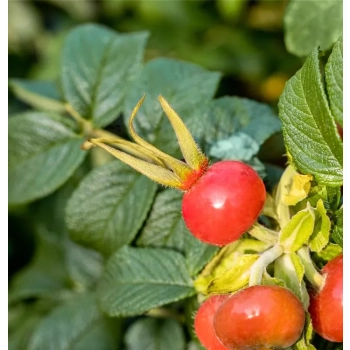 RÓŻA POMARSZCZONA DZIKA RÓŻA - sadzonki 50 / 80 cm