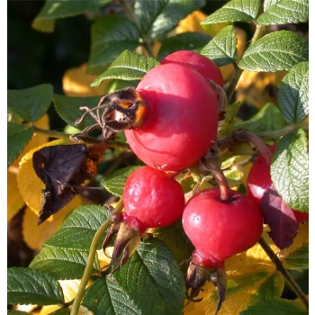 RÓŻA POMARSZCZONA DZIKA RÓŻA - sadzonki 50 / 80 cm