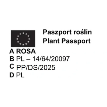 RÓŻA POMARSZCZONA DZIKA RÓŻA - sadzonki 50 / 80 cm