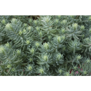 ROZCHODNIK Polar Sun - sadzonki 5 / 10 cm