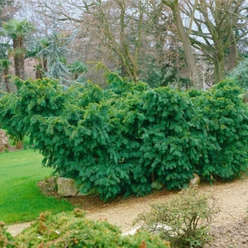 CIS POSPOLITY - sadzonki 50 / 80 cm