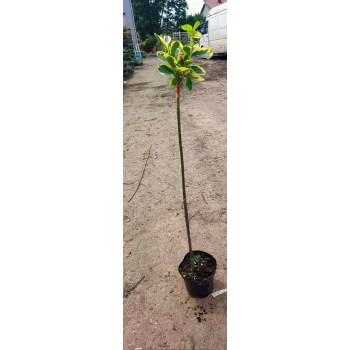 TRZMIELINA na pniu żółto-zielona - sadzonki 80 / 100 cm