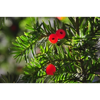 CIS POSPOLITY - sadzonki 50 / 80 cm