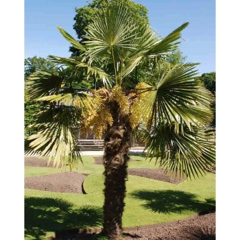 PALMA Trachycarpus fortunei mrozoodporna - sadzonki 5 / 10 cm