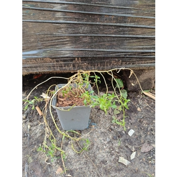 UBIOREK biały wiecznie zielony miododajny - sadzonki 10 / 15 cm