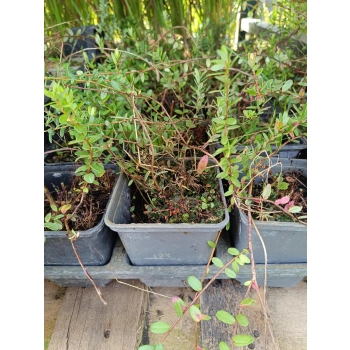 ŻURAWINA Wielkoowocowa odporna na mróz - sadzonki 15 / 30 cm