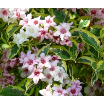 KRZEWUSZKA WEIGELA na pniu z DWUKOLOROWYM LIŚCIEM - sadzonki 100 / 120 cm