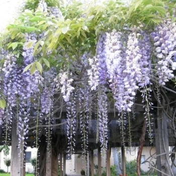 GLICYNIA WISTERIA szczepiona biało - fioletowa - sadzonki 120 / 150 cm