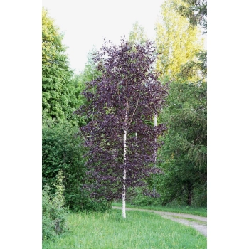 BRZOZA Czerwona szczepiona na pniu Purpurowa - sadzonki 130 / 150 cm
