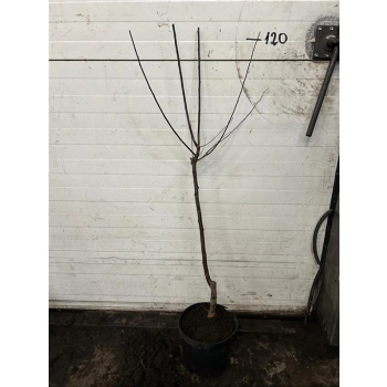 ŚLIWA PISARDII szczepiona na pniu -28c - sadzonki 100 / 120 cm