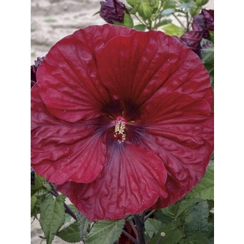 HIBISKUS Ketmia bagienny czerwony bordowy liść