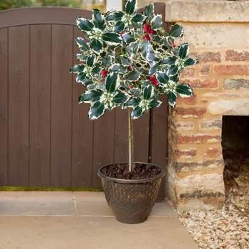 OSTROKRZEW ARGENTEA MARGINATA na pniu 120 / 150 cm