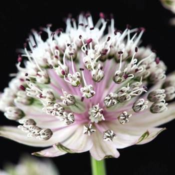 JARZMIANKA Diamonds White - sadzonki 10 / 15 cm