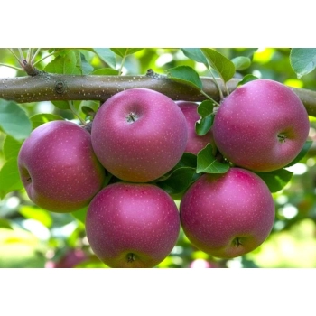 JABŁOŃ LOBO miękkie smaczne - sadzonki 110 / 140 cm