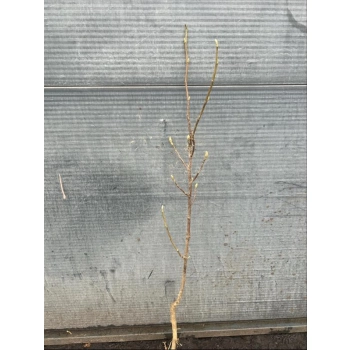 MAGNOLIA szczepiona ŻÓŁTA YELLOW - sadzonki 130 / 160 cm