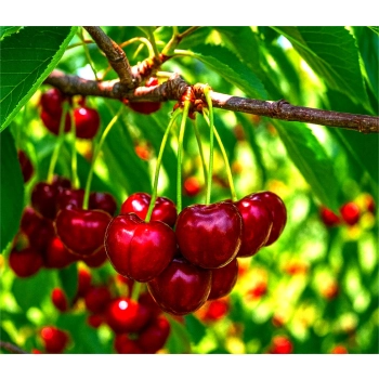 CZEREŚNIA BAWOLE SERCE słodkie owoce - sadzonki 50 / 90 cm