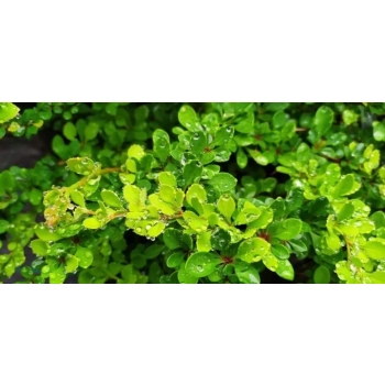 BERBERYS na pniu kulisty zielony - sadzonki 50 / 70 cm